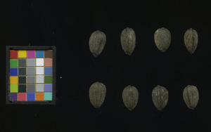 seed
