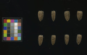 seed