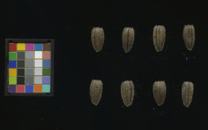 seed