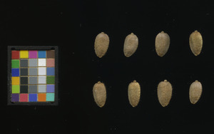 seed