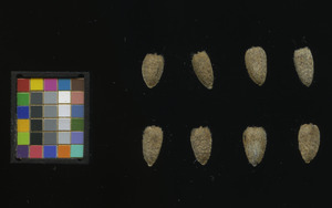 seed