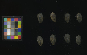 seed