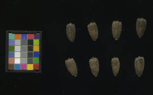 seed