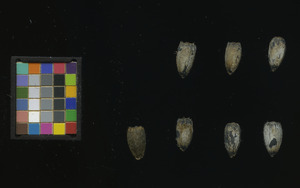 seed