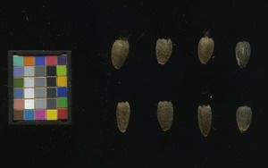 seed