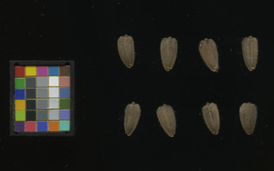 seed