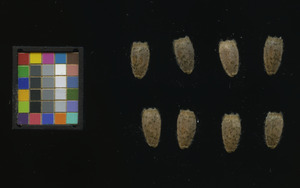 seed