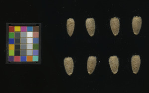 seed