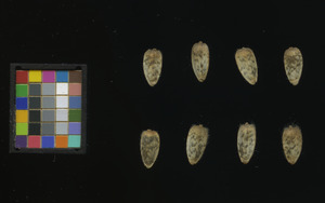 seed