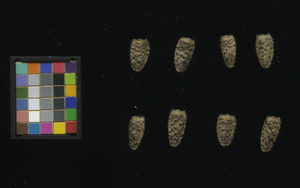 seed