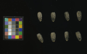 seed