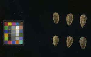 seed