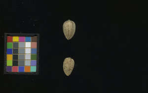 seed
