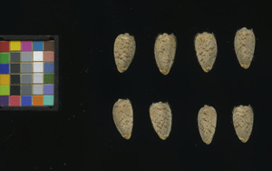 seed