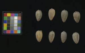 seed