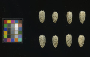 seed