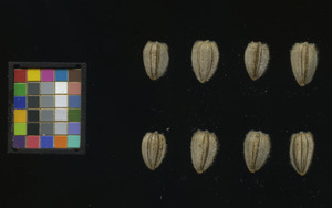 seed