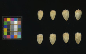 seed