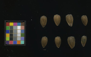 seed