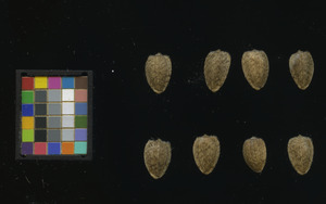 seed
