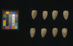 seed
