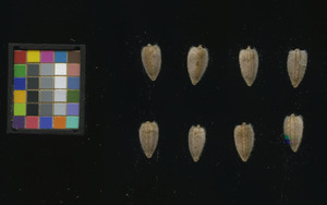 seed