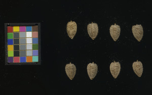 seed