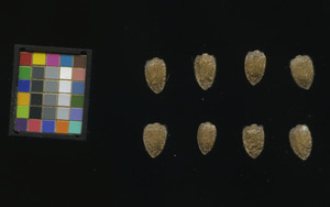seed