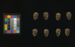 seed