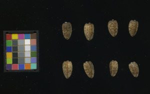 seed