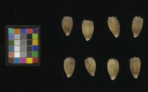seed