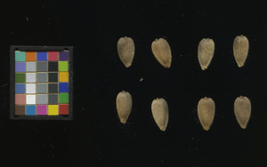 seed