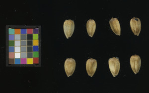 seed