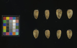 seed