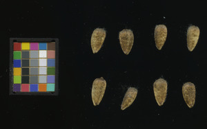seed