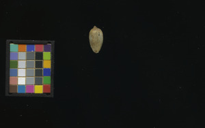 seed