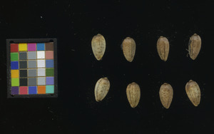 seed