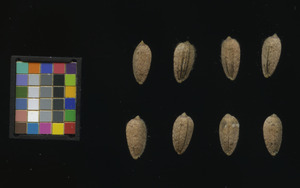 seed