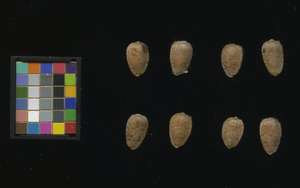 seed