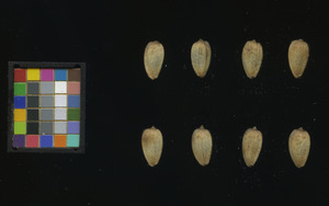 seed