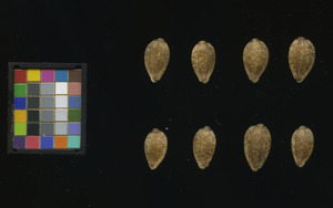 seed