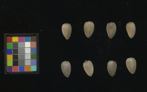 seed