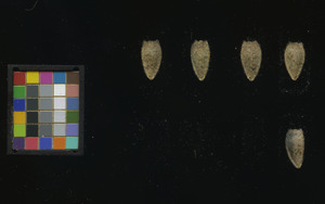 seed