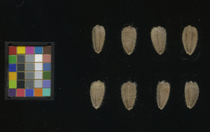 seed