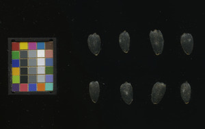 seed