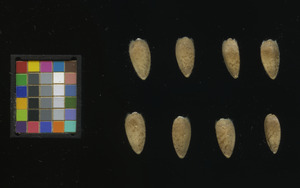 seed