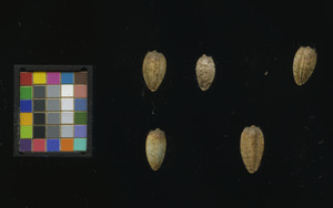 seed