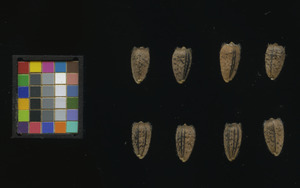 seed