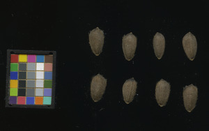 seed