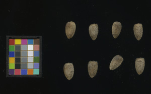 seed